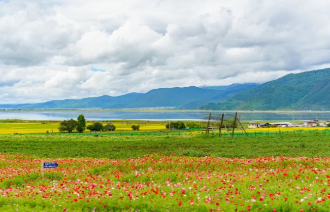 flower-sea-in-napahai-nature-reserve | China Xian Tour: Private & Tailor-Made China Tours shangri-la at its most beautiful in summer