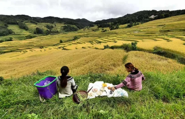 harvest-season-in-yuanyang | China Xian Tour: Private & Tailor-Made China Tours harvest-season-in-yuanyang