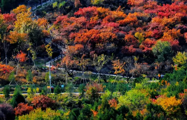 hongxia canyon | China Xian Tour: Private & Tailor-Made China Tours Red Leaves Canyon covered with vibrant autumn red foliage in Beijing Xishan Park