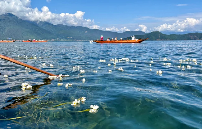 lugu-lake-august | China Xian Tour: Private & Tailor-Made China Tours Water flowers blooming on Lugu Lake
