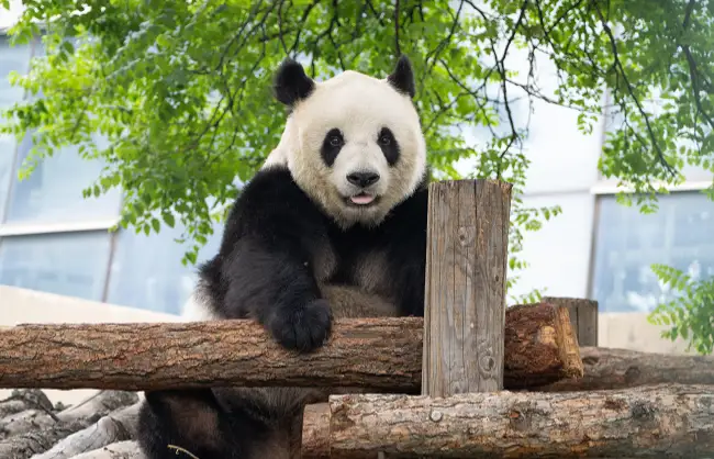 mengmeng panda beijing zoo