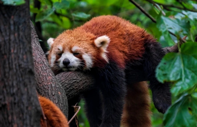 red-panda-sleeping-chengdu-panda-base | China Xian Tour: Private & Tailor-Made China Tours red-panda-sleeping-chengdu-panda-base
