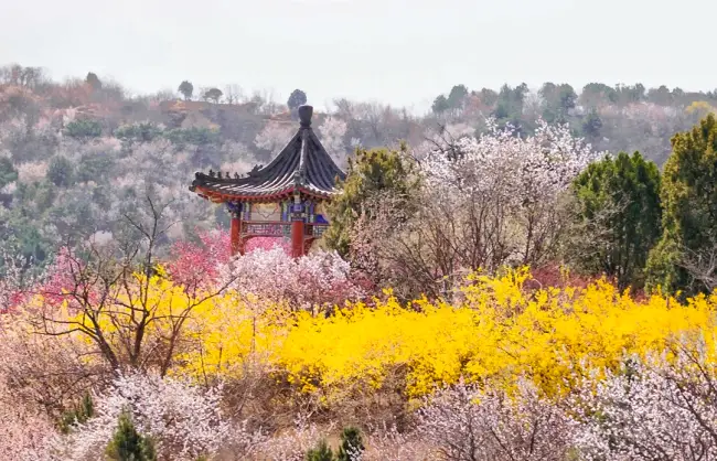 spring in xishan park | China Xian Tour: Private & Tailor-Made China Tours Various and colorful spring flowers are in full bloom in Beijing Xishan Park