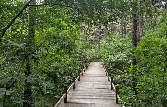 trails in xishan park | China Xian Tour: Private & Tailor-Made China Tours Wooden boardwalk winds through a dense, green forest with trees on both sides in Beijing Xishan National Forest Park.