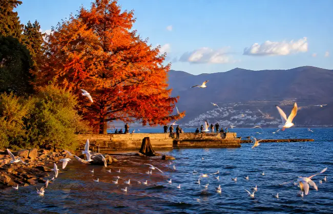 Watch seagulls at Erhai Lake in november