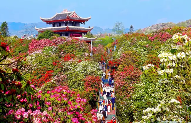 baili azalea scenic area in guizhou | China Xian Tour: Private & Tailor-Made China Tours Baili Azalea Scenic Area in Guizhou