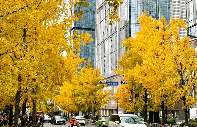 chengdu-november | China Xian Tour: Private & Tailor-Made China Tours chengdu-november