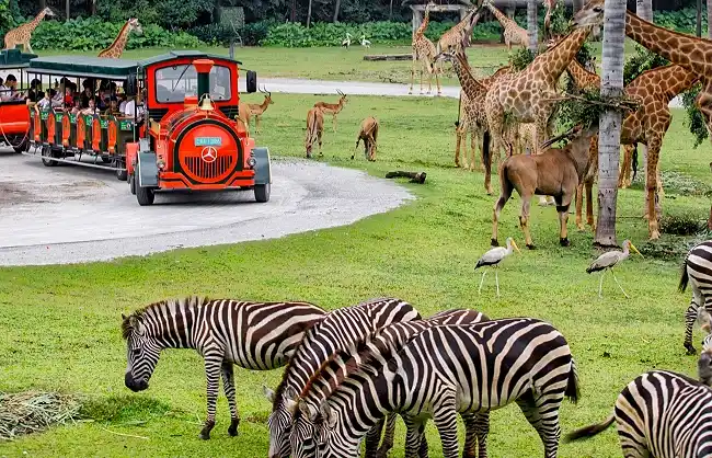 4-Day Guangzhou Family Tour with Chimelong Safari Park