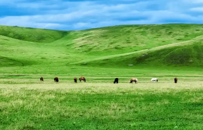 hulunbuir-grasslands