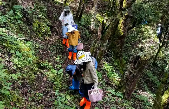 pick-wild-mushrooms | China Xian Tour: Private & Tailor-Made China Tours Yunnan wild mushroom picking experience