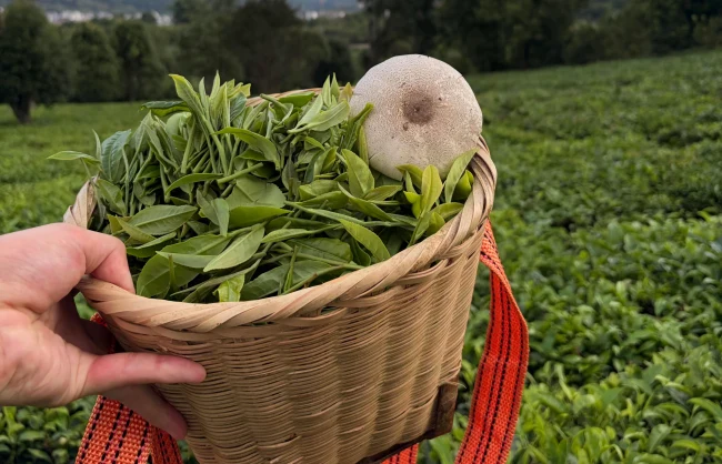 puer-tea-picking | China Xian Tour: Private & Tailor-Made China Tours puer-tea-picking