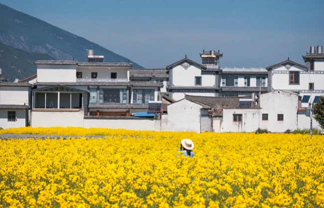 rapeseed-flower-yunnan | China Xian Tour: Private & Tailor-Made China Tours rapeseed-flower-yunnan