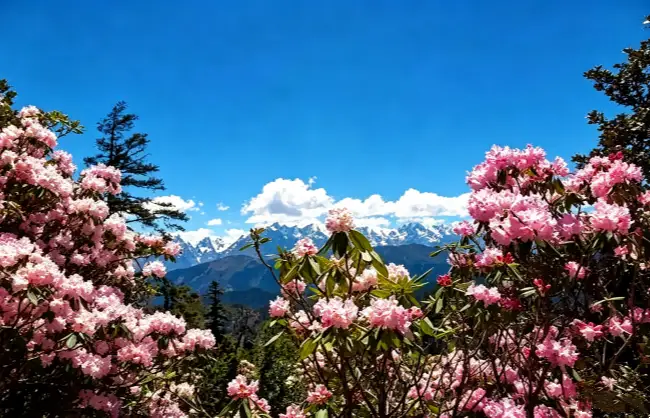 rhododendron-flowers-blooming-at-xiling-snow-mountain | China Xian Tour: Private & Tailor-Made China Tours Spring rhododendron flowers blooming at Xiling Snow Mountain