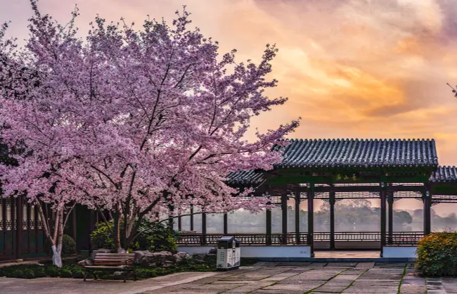 cherry-blossoms-along-xuanwu-lake | China Xian Tour: Private & Tailor-Made China Tours Cherry blossoms along Xuanwu Lake