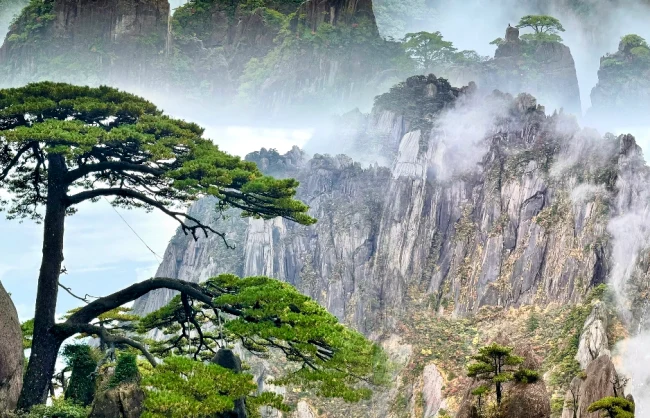 Strange pine trees and peaks of Huangshan Mountain